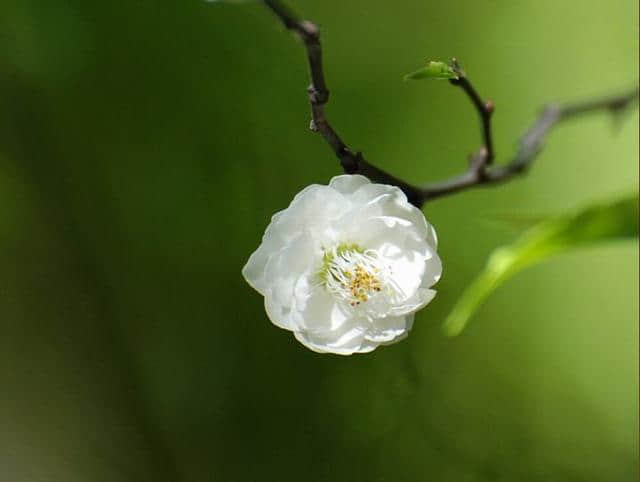 蝶恋花  秋