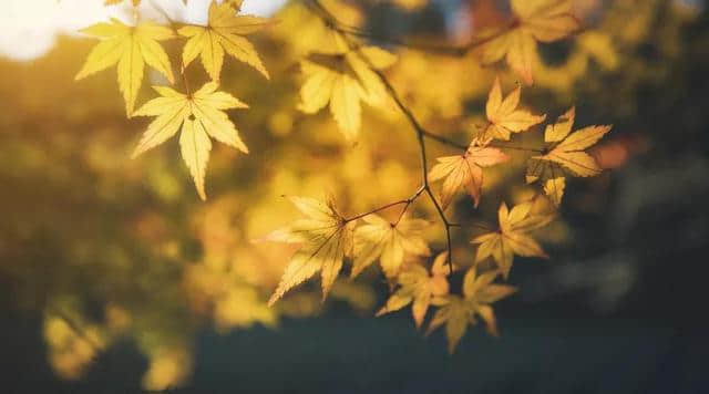 秋天写作必备的好词好诗整理，用上更添意境