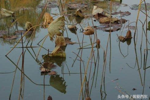 秋阴不散霜飞晚 留得枯荷听雨声 你可知道残荷之美？