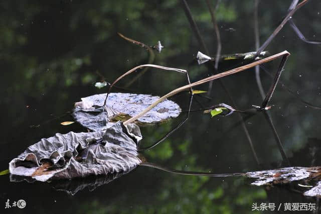 秋阴不散霜飞晚 留得枯荷听雨声 你可知道残荷之美？