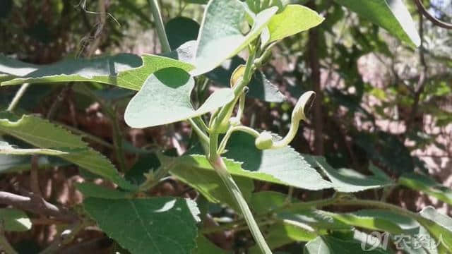 地里长出的上品药草，可活血止痛