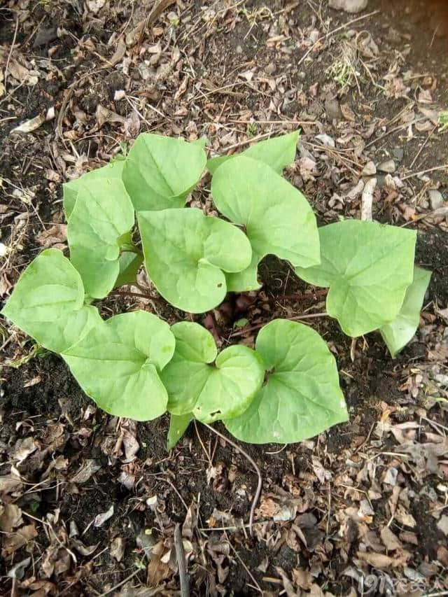 地里长出的上品药草，可活血止痛