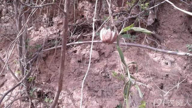 地里长出的上品药草，可活血止痛