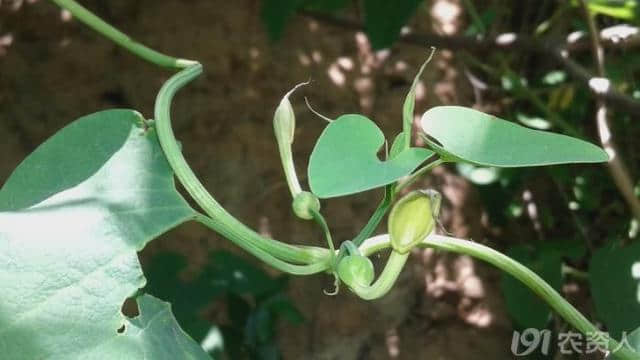 地里长出的上品药草，可活血止痛