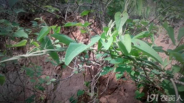 地里长出的上品药草，可活血止痛