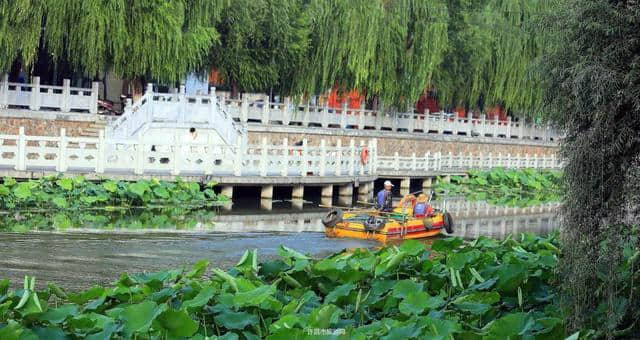 「看许昌」莲城荷叶接天绿，映日荷花别样红