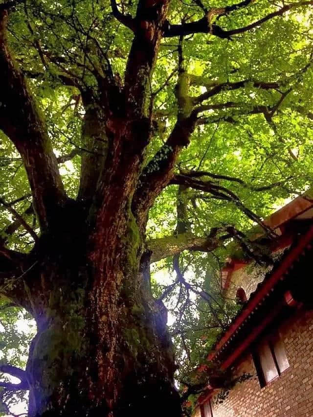 江西有座云居山，山上有座真如禅寺