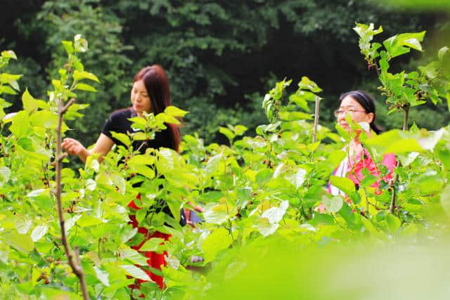 陌上桑——天池山景区桑园的桑椹熟了，美景、美味等着你！