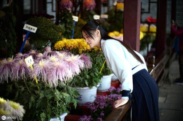 到底是“明日黄花”还是“昨日黄花”呢？