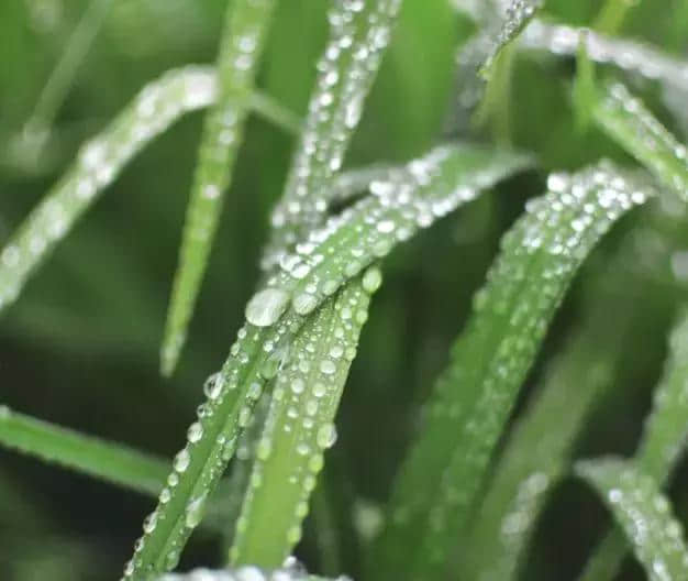 二十四节气 | 好雨知时节，当春乃发生