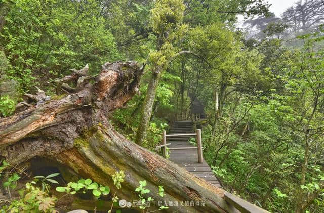 逃离城市的喧哗 探幽天目山