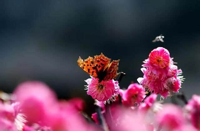 「赏读」十首梅花诗词，写尽梅花傲雪风骨