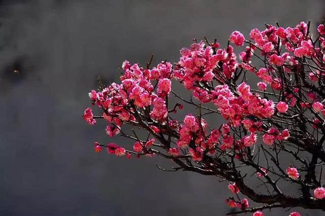 「赏读」十首梅花诗词，写尽梅花傲雪风骨