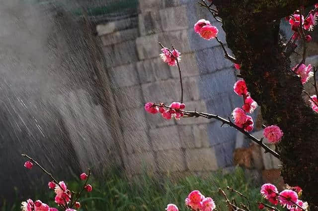 「赏读」十首梅花诗词，写尽梅花傲雪风骨