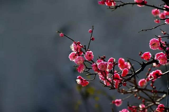 「赏读」十首梅花诗词，写尽梅花傲雪风骨