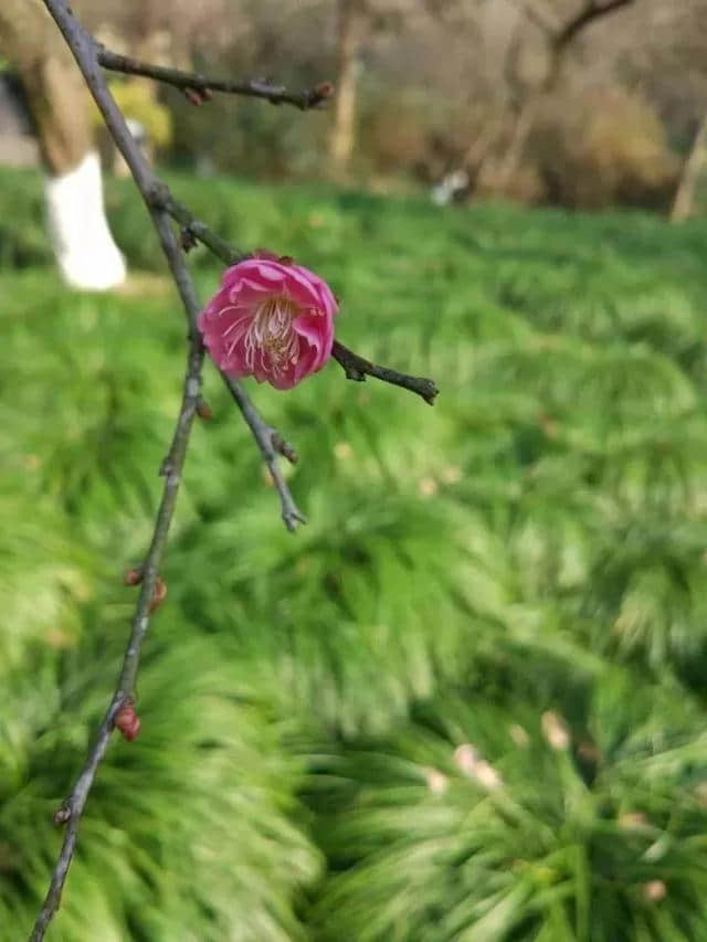 蜡梅是梅花吗？杭城何处可以赏梅？看这里就对了！