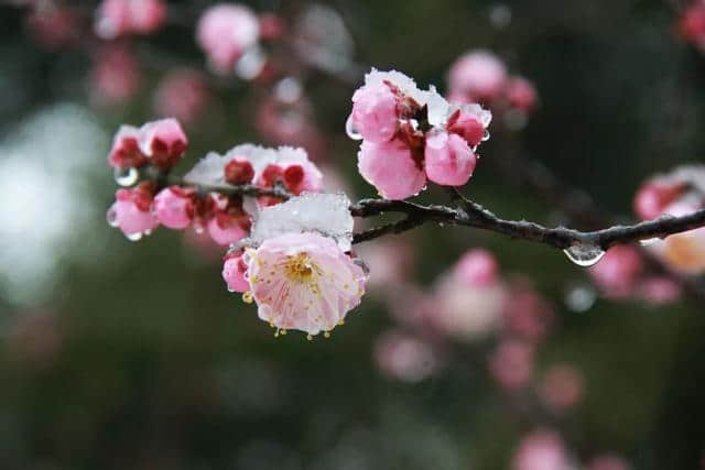 蜡梅是梅花吗？杭城何处可以赏梅？看这里就对了！