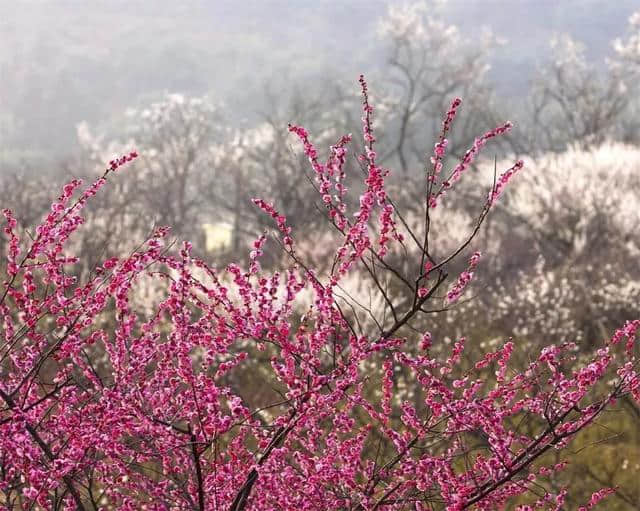 蜡梅是梅花吗？杭城何处可以赏梅？看这里就对了！