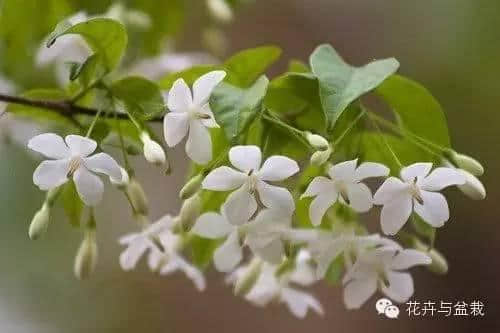 雨水越多花儿越香，纯白清甜的水梅