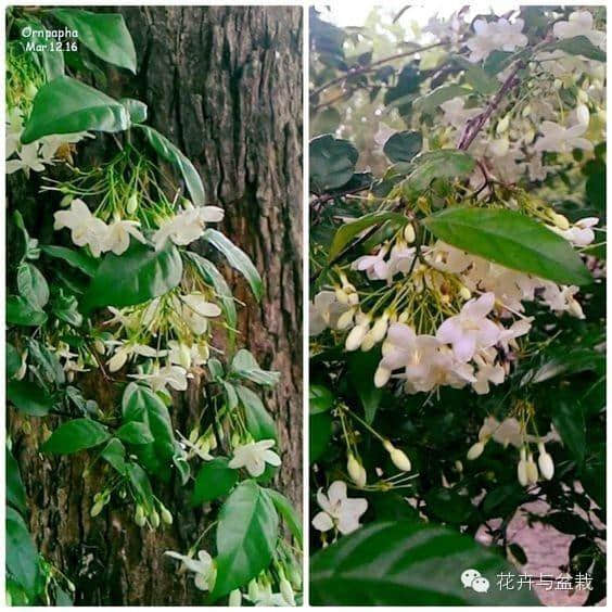 雨水越多花儿越香，纯白清甜的水梅