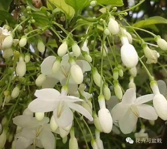 雨水越多花儿越香，纯白清甜的水梅