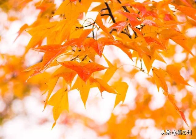 错过等一年！天平山枫叶即将进入最佳观赏期