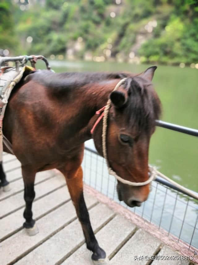 天台山琼台仙谷一一五岳归来不看山，琼台归来不看谷