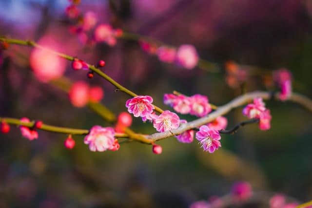 10首梅花诗词，写尽梅花傲雪风骨，美的令人心醉！