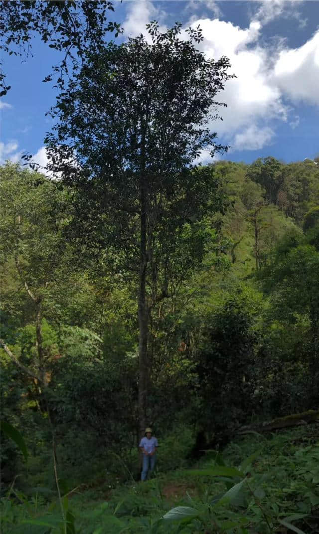 易武天门山最真实的一面：山林间寂静而幽暗，清脆的鸟叫声，虫鸣声