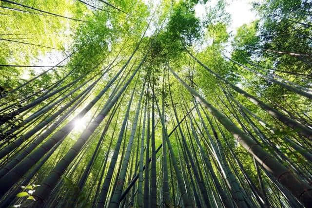 天童岭古道，竹林青翠，流水潺潺