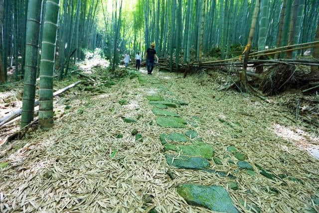 天童岭古道，竹林青翠，流水潺潺