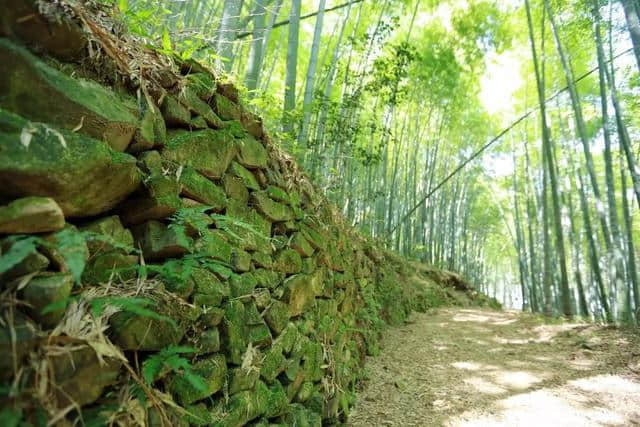 天童岭古道，竹林青翠，流水潺潺