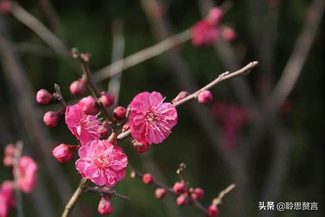 折梅花诗词精选一十三首 折花逢驿使，寄与陇头人