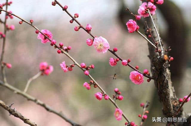 折梅花诗词精选一十三首 折花逢驿使，寄与陇头人