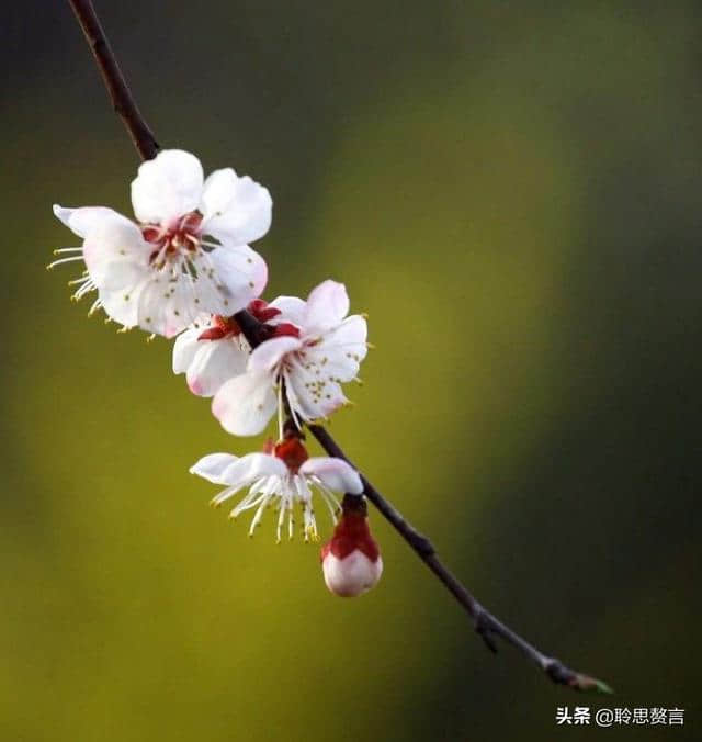 折梅花诗词精选一十三首 折花逢驿使，寄与陇头人