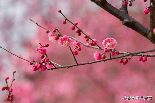 折梅花诗词精选一十三首 折花逢驿使，寄与陇头人