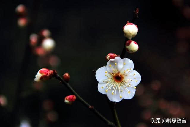 折梅花诗词精选一十三首 折花逢驿使，寄与陇头人