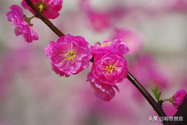 折梅花诗词精选一十三首 折花逢驿使，寄与陇头人