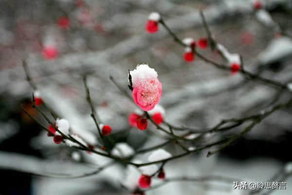 折梅花诗词精选一十三首 折花逢驿使，寄与陇头人