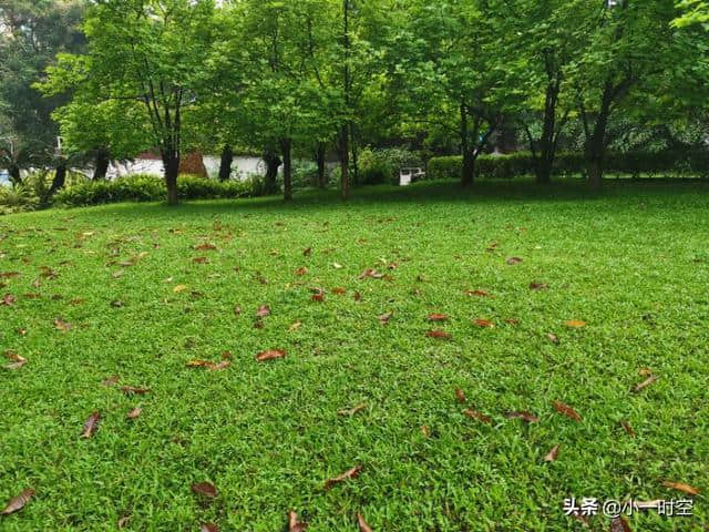 一景一诗：天街小雨润如酥，草色遥看近却无