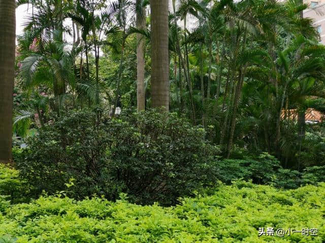 一景一诗：天街小雨润如酥，草色遥看近却无