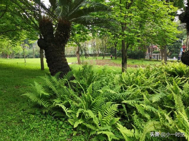 一景一诗：天街小雨润如酥，草色遥看近却无