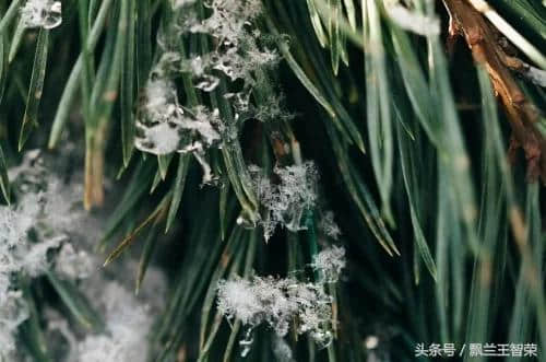 诗词欣赏《雪花》