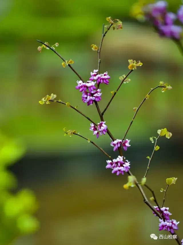 寒食诗句知多少？