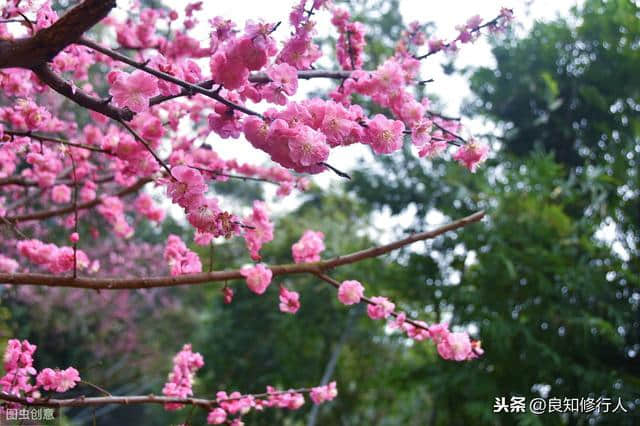 诗词品读┃韩愈：天街小雨润如酥