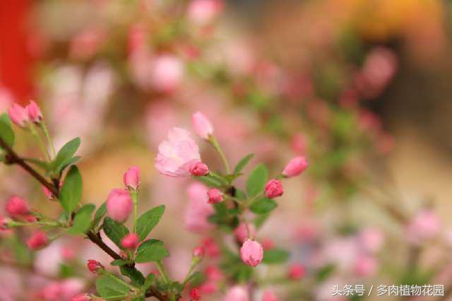 海棠花，素有国艳美誉，花开似锦，你怎么不想将她拥入怀中