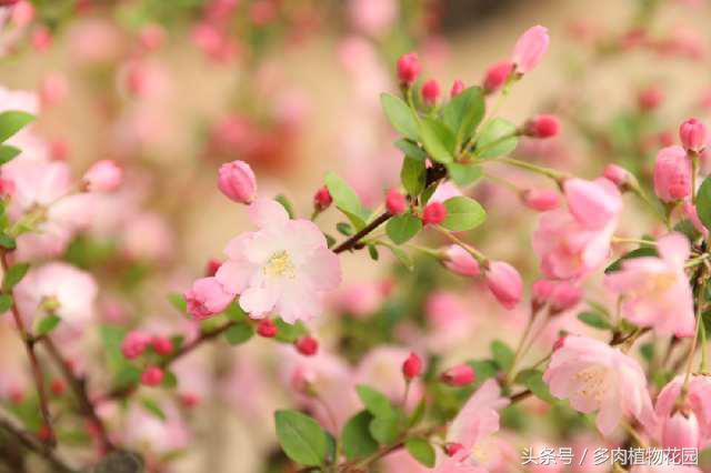 海棠花，素有国艳美誉，花开似锦，你怎么不想将她拥入怀中