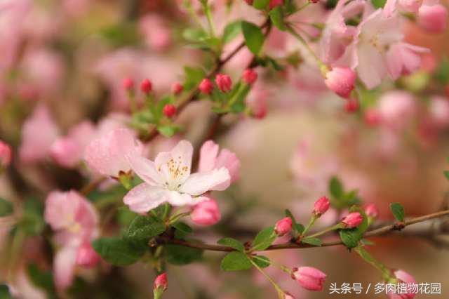 海棠花，素有国艳美誉，花开似锦，你怎么不想将她拥入怀中