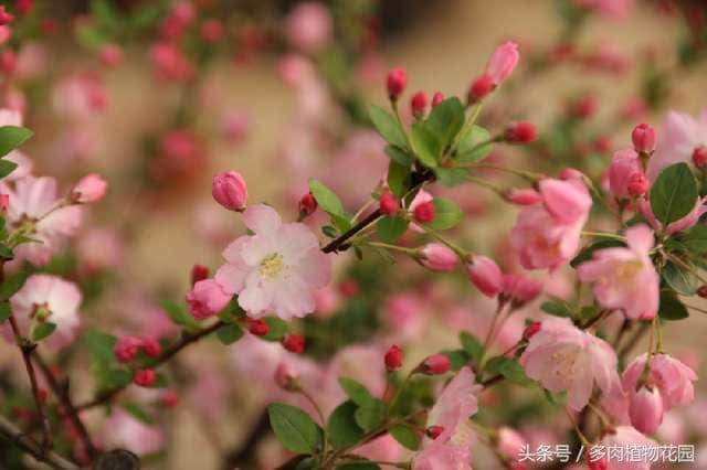 海棠花，素有国艳美誉，花开似锦，你怎么不想将她拥入怀中