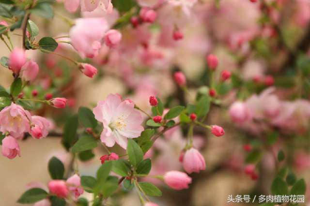 海棠花，素有国艳美誉，花开似锦，你怎么不想将她拥入怀中